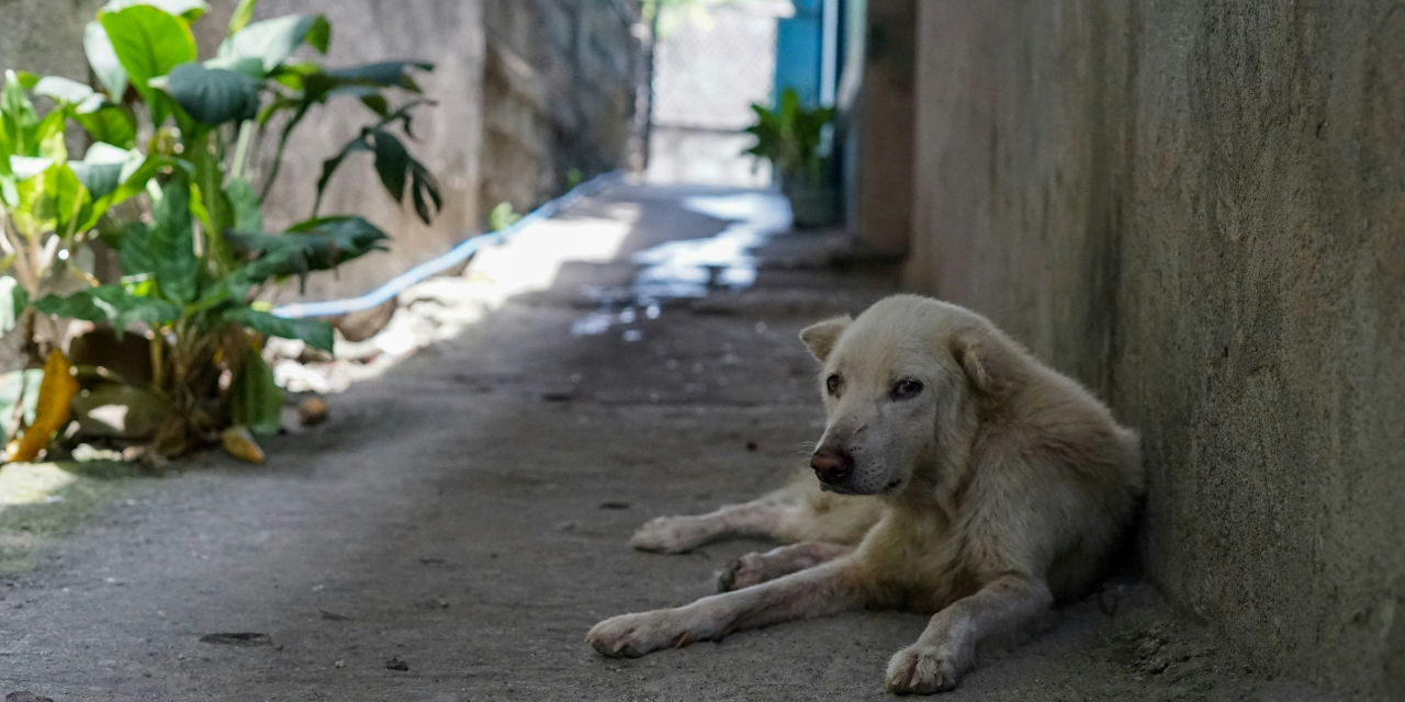 Rabies Epidemic in Bali: Collaborative Efforts to Combat the Crisis